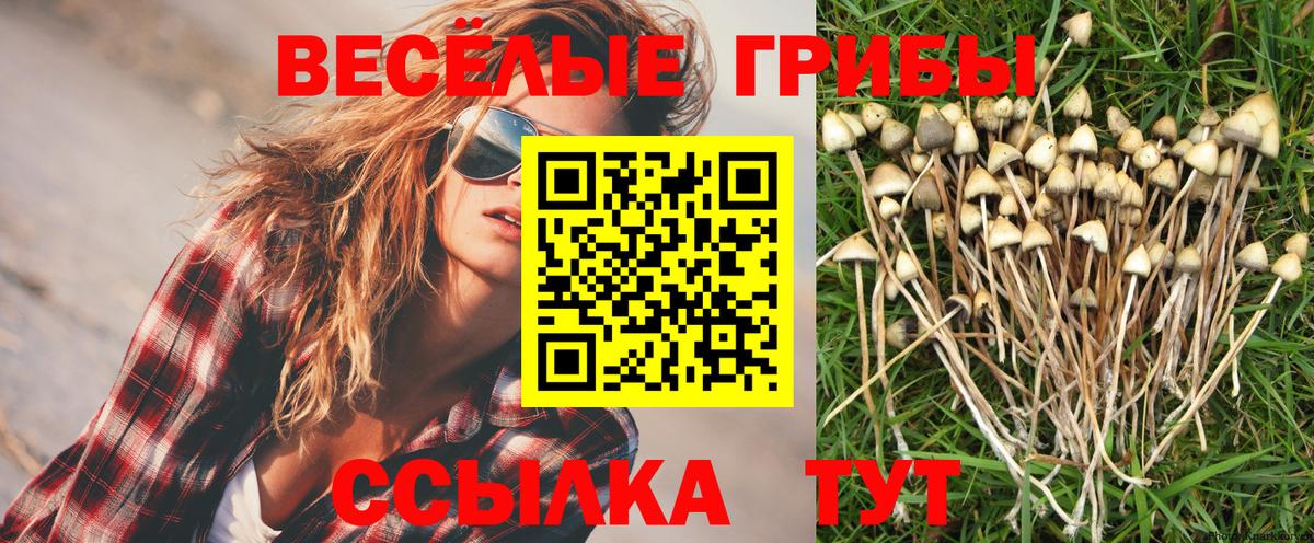 Галлюциногенные грибы Cubensis  Псилоцибиновые грибы мицелий  Выкса  Вход с VPN 